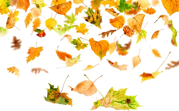 Isolated Autumn Leaves — Stock Photo, Image