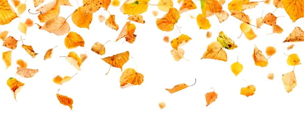 Panoramic Autumn Leaves — Stock Photo, Image