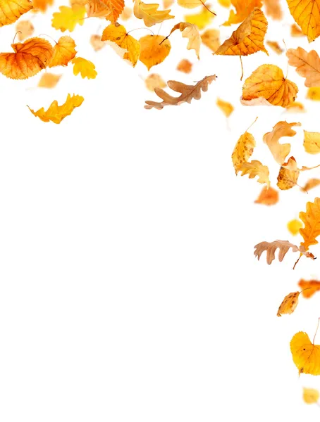 Falling Leaves — Stock Photo, Image