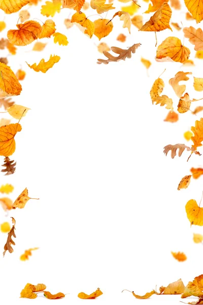 Falling Leaves Frame — Stock Photo, Image