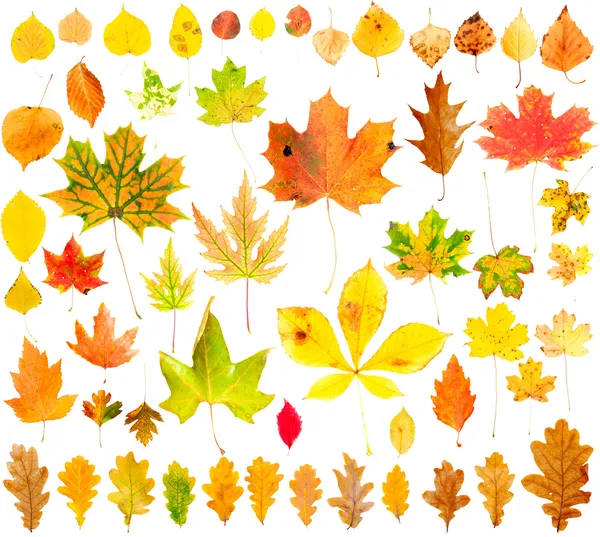 Coleta de folhas de outono — Fotografia de Stock