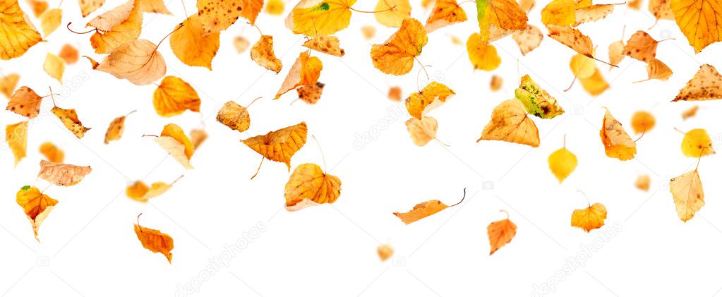 Panoramic Autumn Leaves