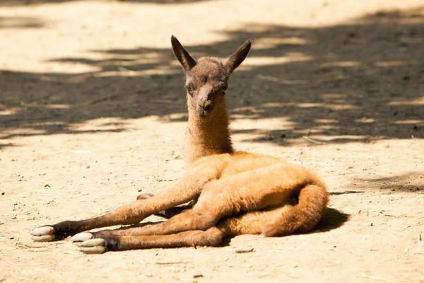 Baby av lamadjur — Stockfoto