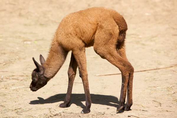 Baby av lamadjur — Stockfoto