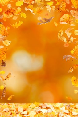 Falling Leaves Frame clipart