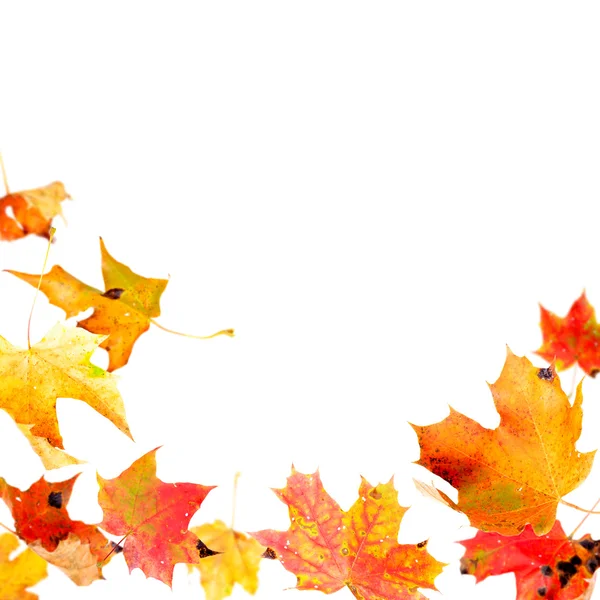 Foglie d'autunno telaio — Foto Stock