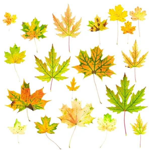 Herbst-Ahornblätter-Sammlung — Stockfoto
