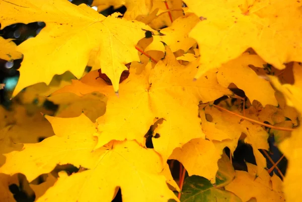 Herbstblätter lizenzfreie Stockfotos