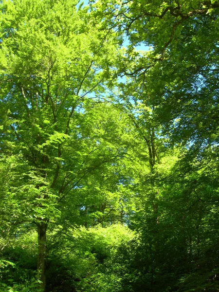 stock image Green trees