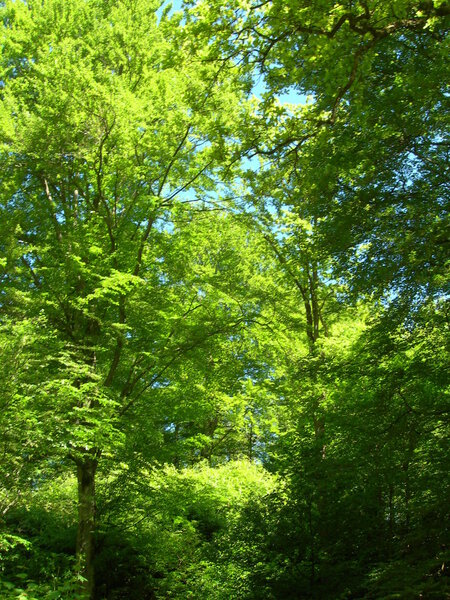 Fresh green leaves on the trees in early spring