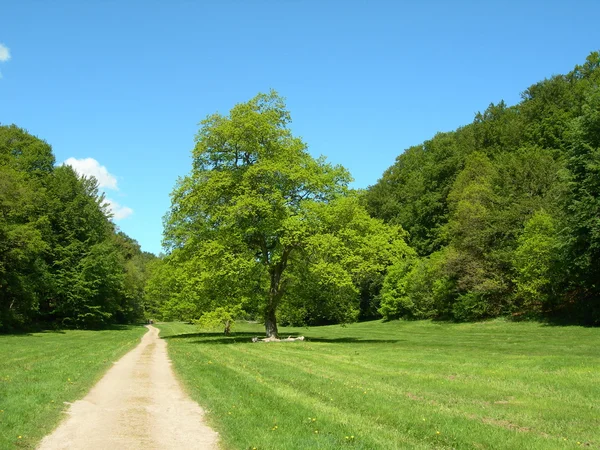 stock image Green trees