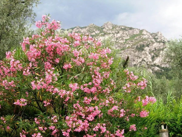 Mountan λουλούδια Εικόνα Αρχείου
