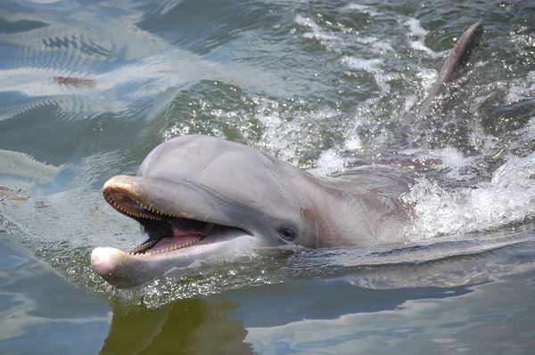 Дельфин Стоковое Изображение