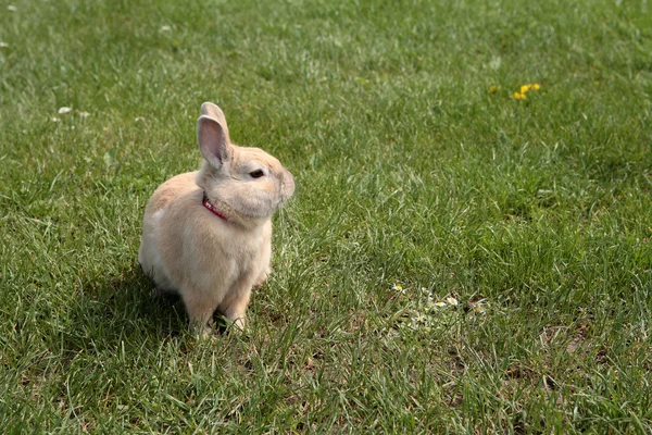 Lapin
