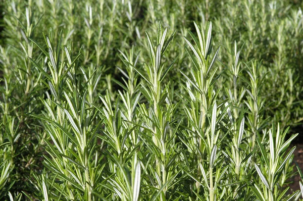 Stock image Rosemary field.