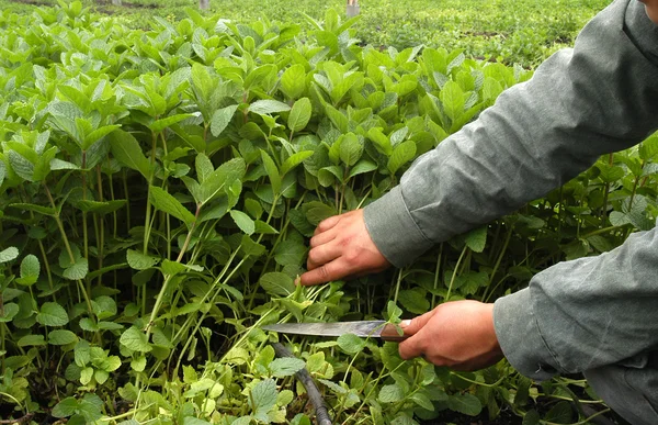 stock image Mint field.