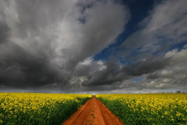 stock image Track through Rapeseed flower field