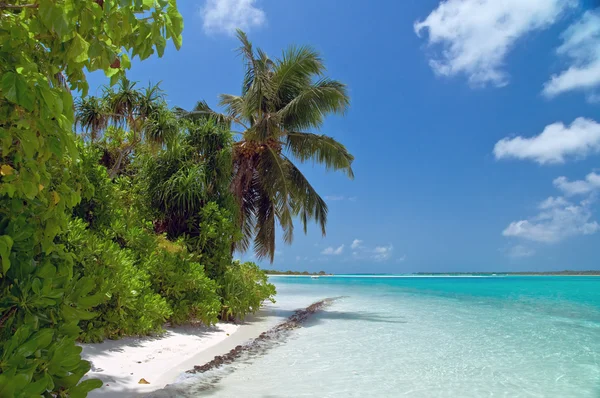 Tropická pláž — Stock fotografie