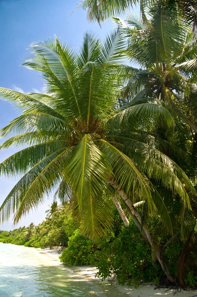 코코넛 야자수 — 스톡 사진