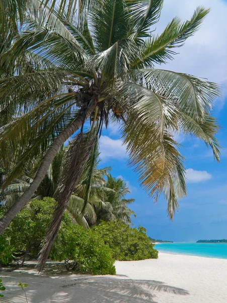 열 대 해변에 있는 코코넛 야자나무 — 스톡 사진