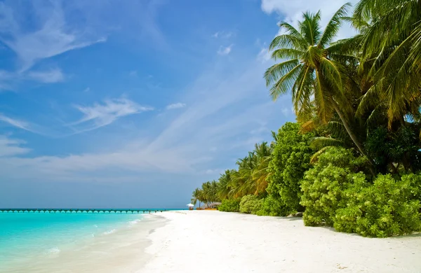 Tropischer Strand — Fotografia de Stock