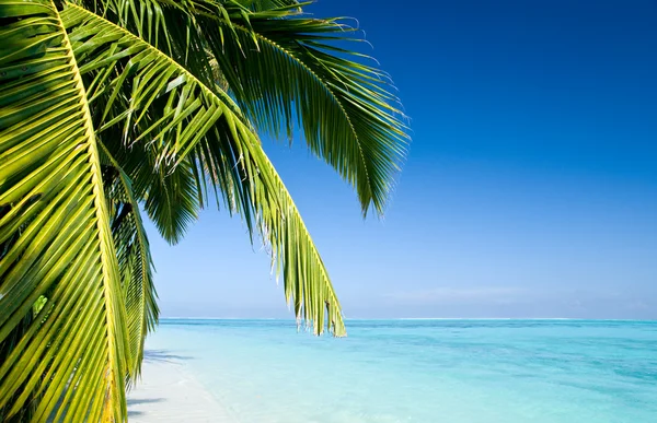 Tropikal bir plajda palmiye ağacı yapraklar — Stok fotoğraf