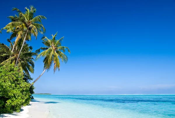 Playa tropical Imágenes De Stock Sin Royalties Gratis