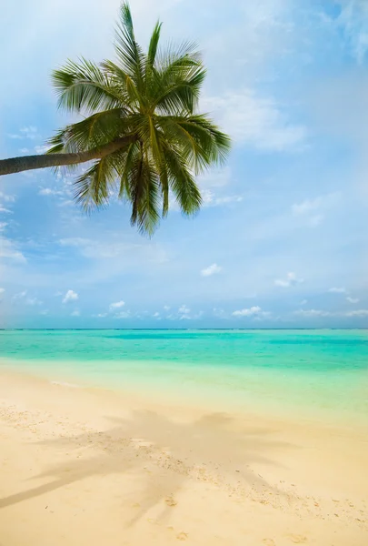 Sahilde palmiye ağacı — Stok fotoğraf