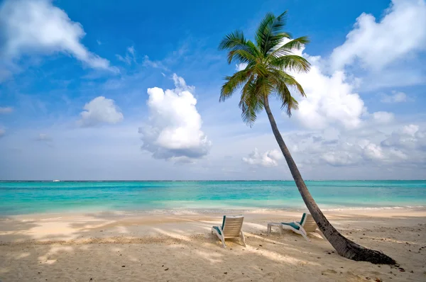 Plaj, deniz ve Hindistan cevizi hurma ağacı — Stok fotoğraf