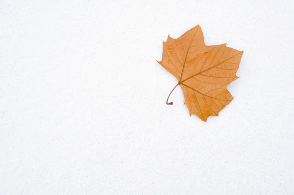 Maple and snow — Stock Photo, Image