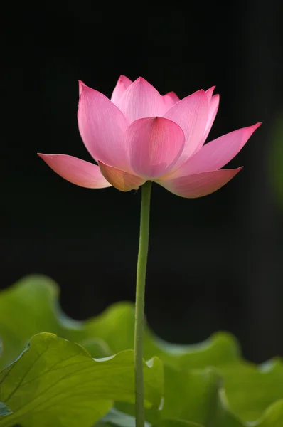 Lotus — Fotografie, imagine de stoc