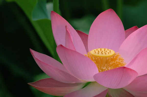 Lotus — kuvapankkivalokuva
