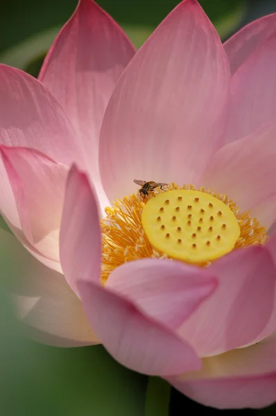 Lotus en bee — Stockfoto