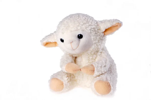 stock image Little lamb