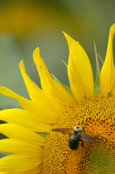 Napraforgó és a méhecske — Stock Fotó