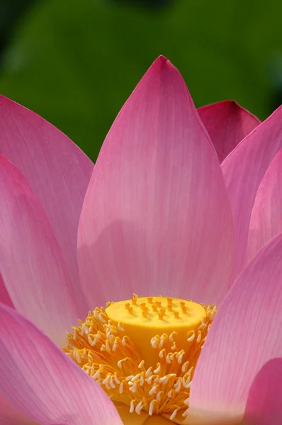 Lotus — kuvapankkivalokuva
