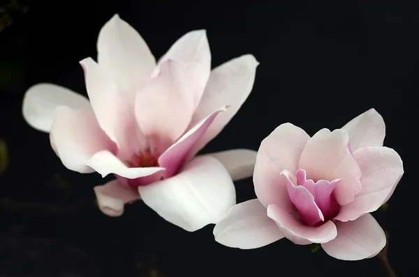 Magnolia Obraz Stockowy