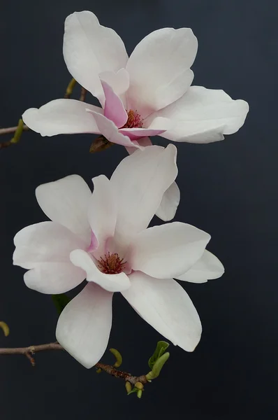 Magnolia Obrazek Stockowy