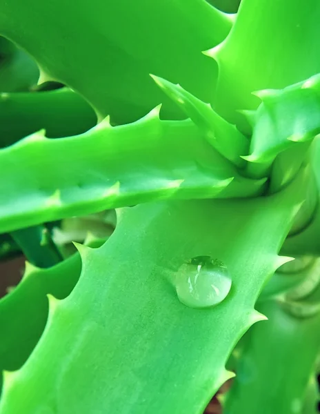 Aloe vera löv med droppe Stockbild