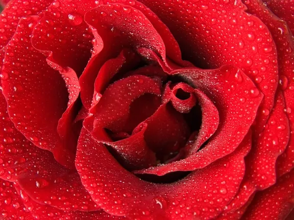 Rosa roja y gotas —  Fotos de Stock