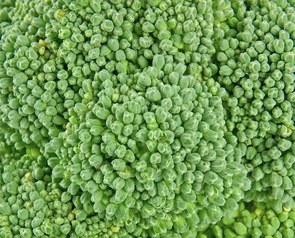 Fersk brokkoli som bakgrunn – stockfoto
