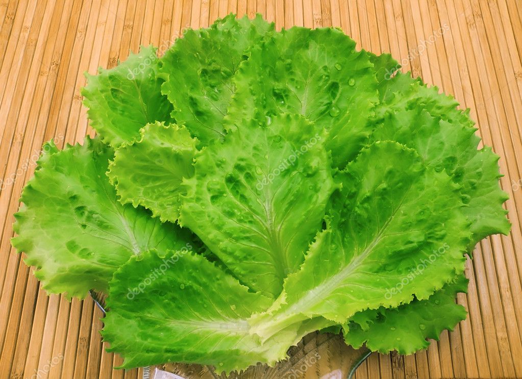 Leaves of fresh lettuce — Stock Photo © IngridsI 2282853