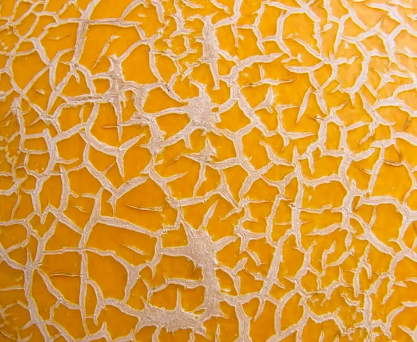stock image Surface of melon