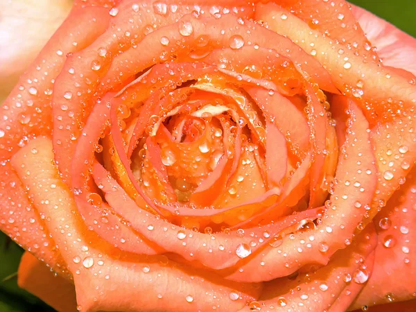 Rosa naranja-amarilla y gotas — Foto de Stock