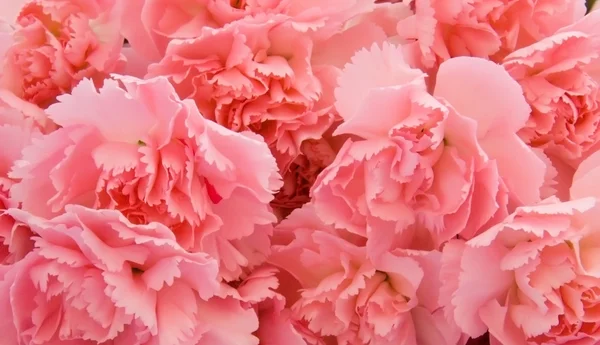 Stock image Pink carnations as background