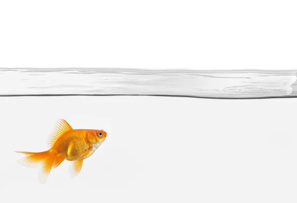 Single goldfish in water isolated — Stock Photo, Image