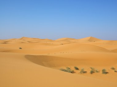 Desert after rain clipart