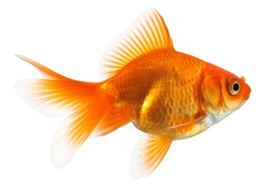 Profile of goldfish clipart