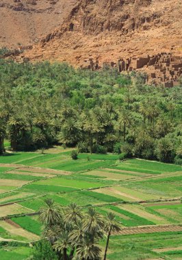 Palm grove among Moroccan hills clipart