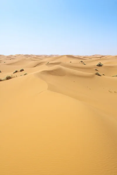 Desert after rainfall — Stock Photo, Image